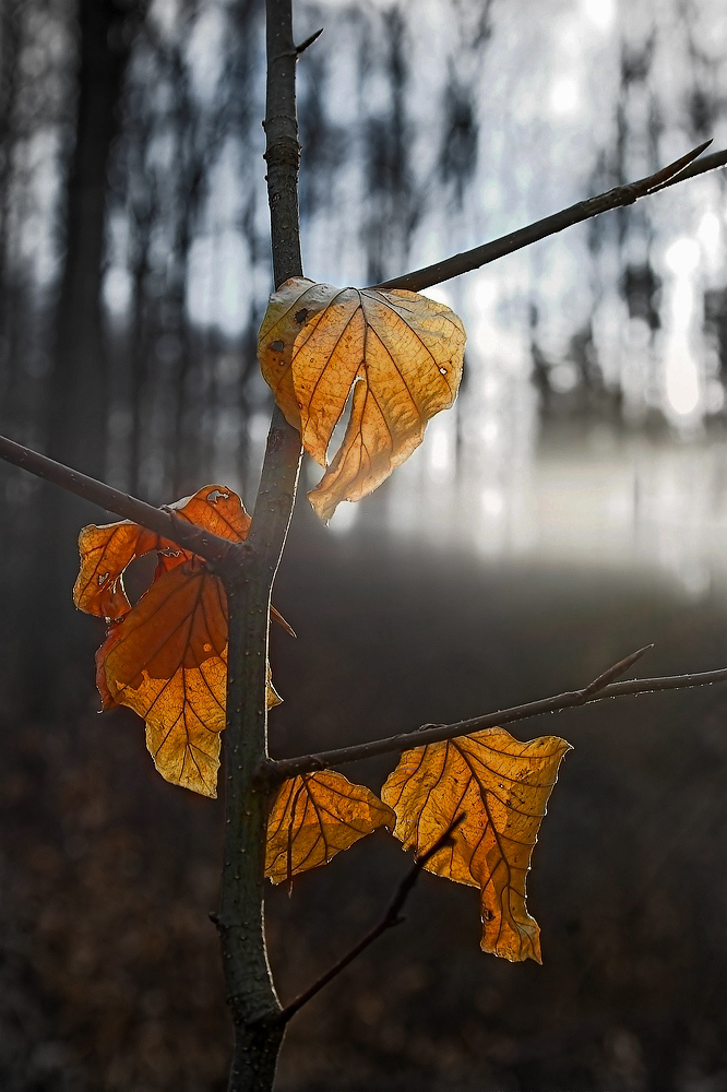 photo "Leaves ..." tags: nature, autumn, веточка, листья