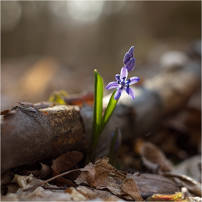 photo "***" tags: nature, macro and close-up, 