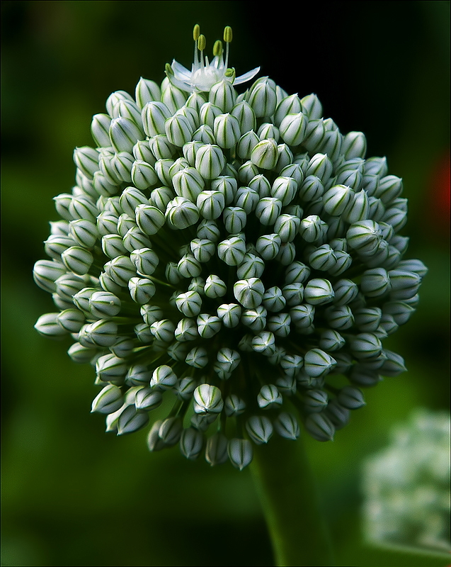 photo "***" tags: nature, misc., macro and close-up, 