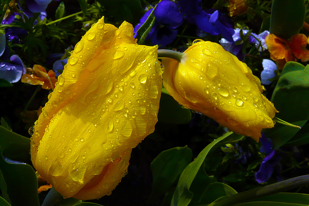 photo "***" tags: macro and close-up, nature, flowers. tulip, spring, yellow