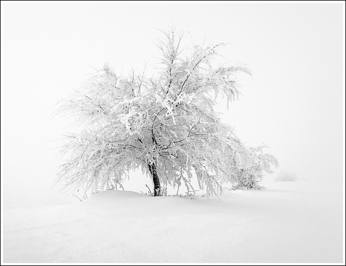 photo "***" tags: nature, black&white, 