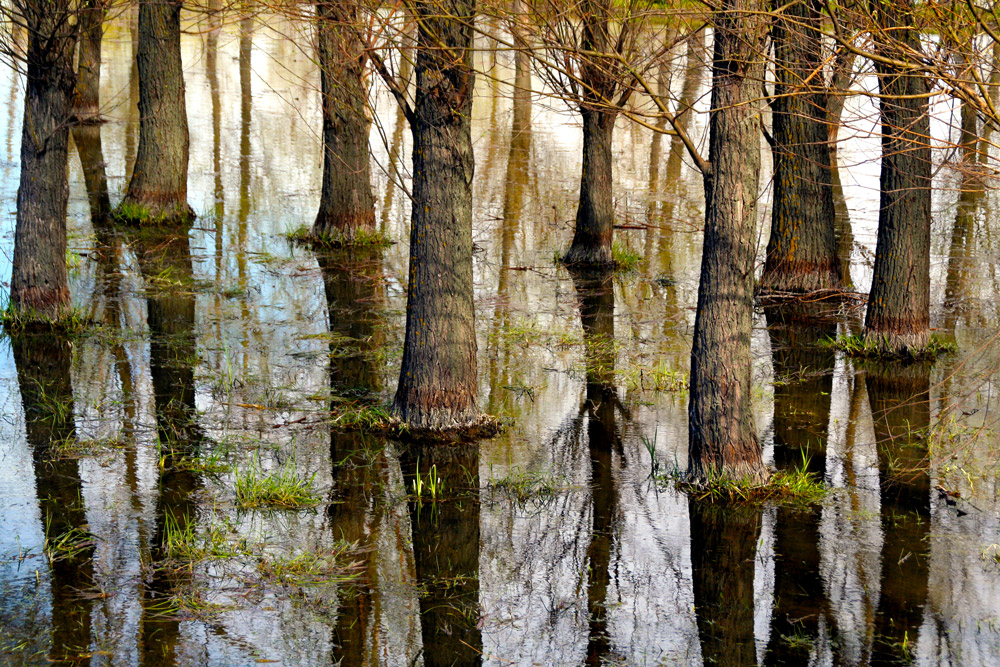 фото "***" метки: пейзаж, природа, forest, romania, spring, trees, вода, отражения