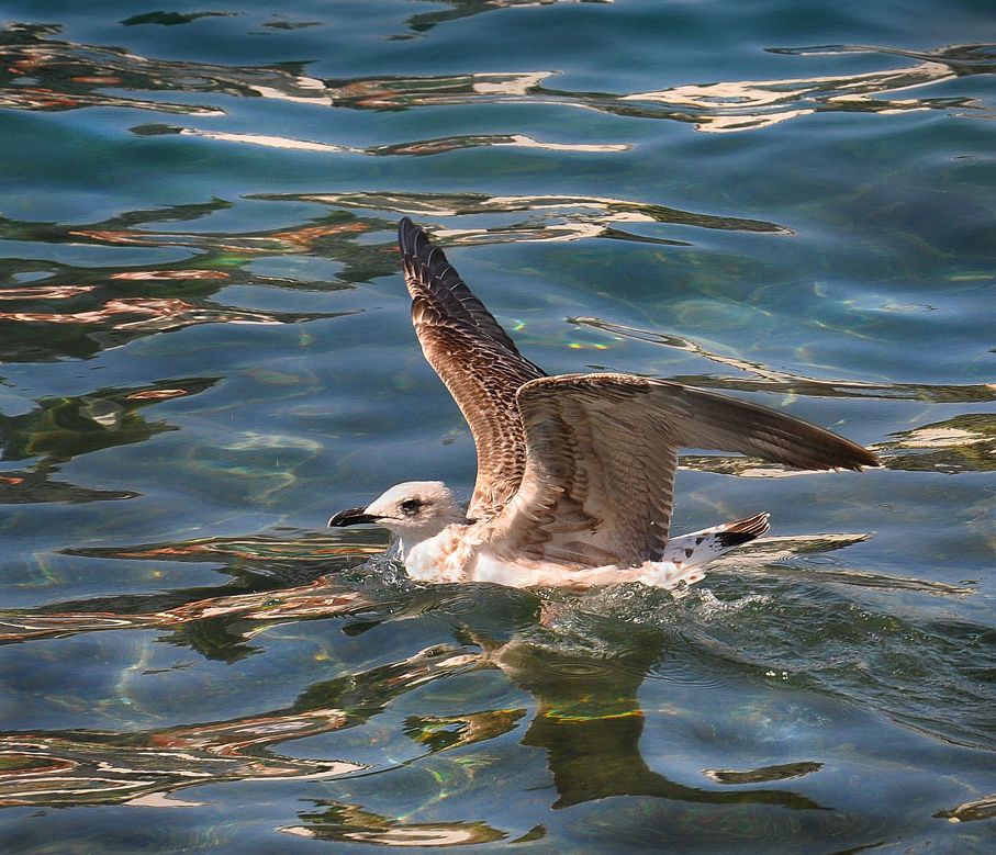 photo "***" tags: nature, sea, чайка