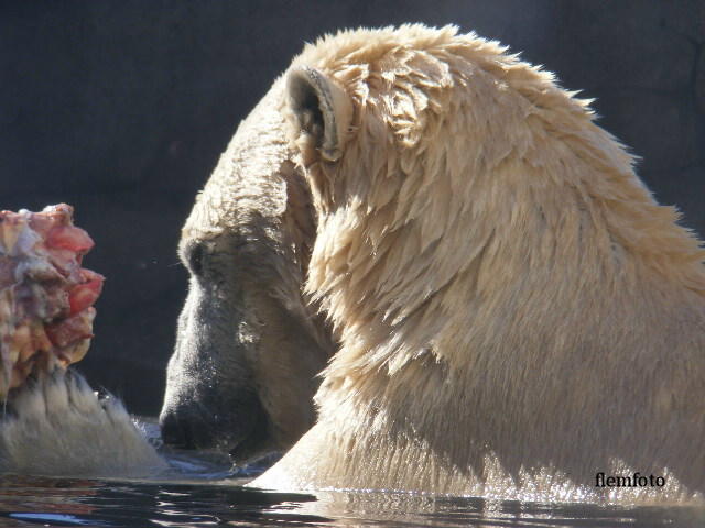 photo "Polar bear" tags: nature, 