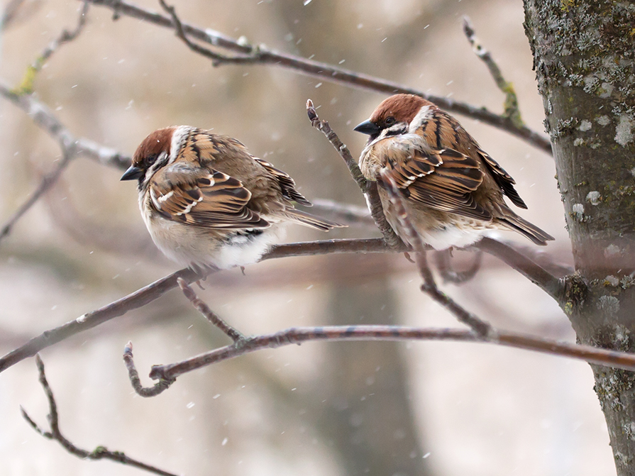 фото "Холодный март 2013" метки: природа, зима, птицы