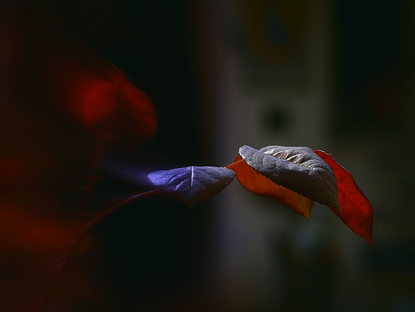 фото "***" метки: природа, 