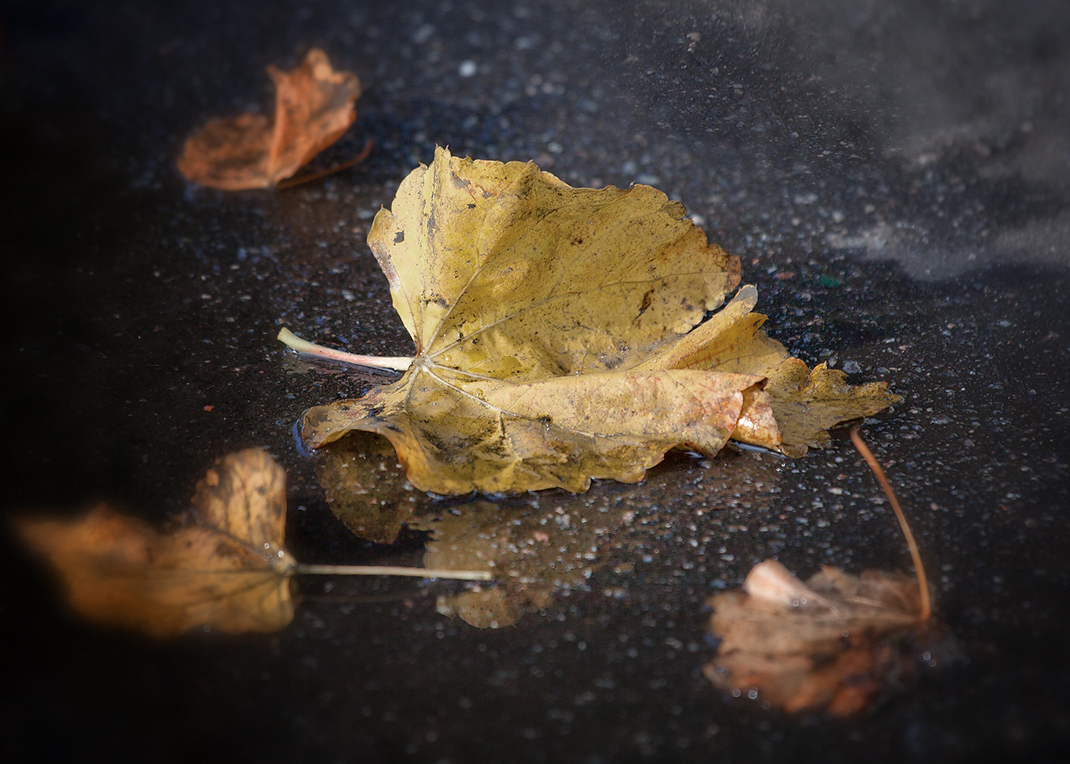 photo "***" tags: macro and close-up, autumn