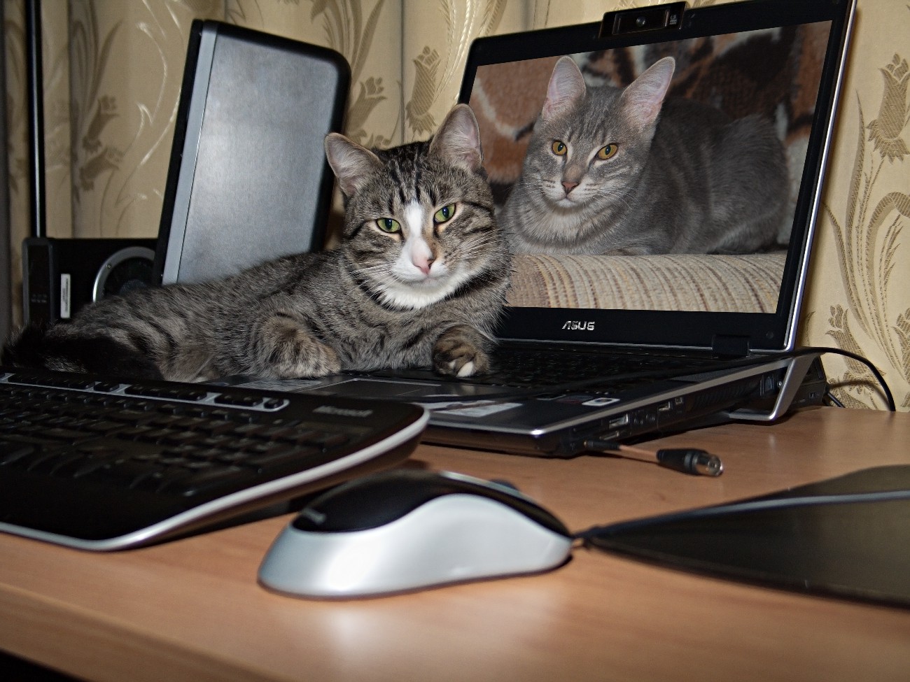 photo "***" tags: nature, montage, pets/farm animals