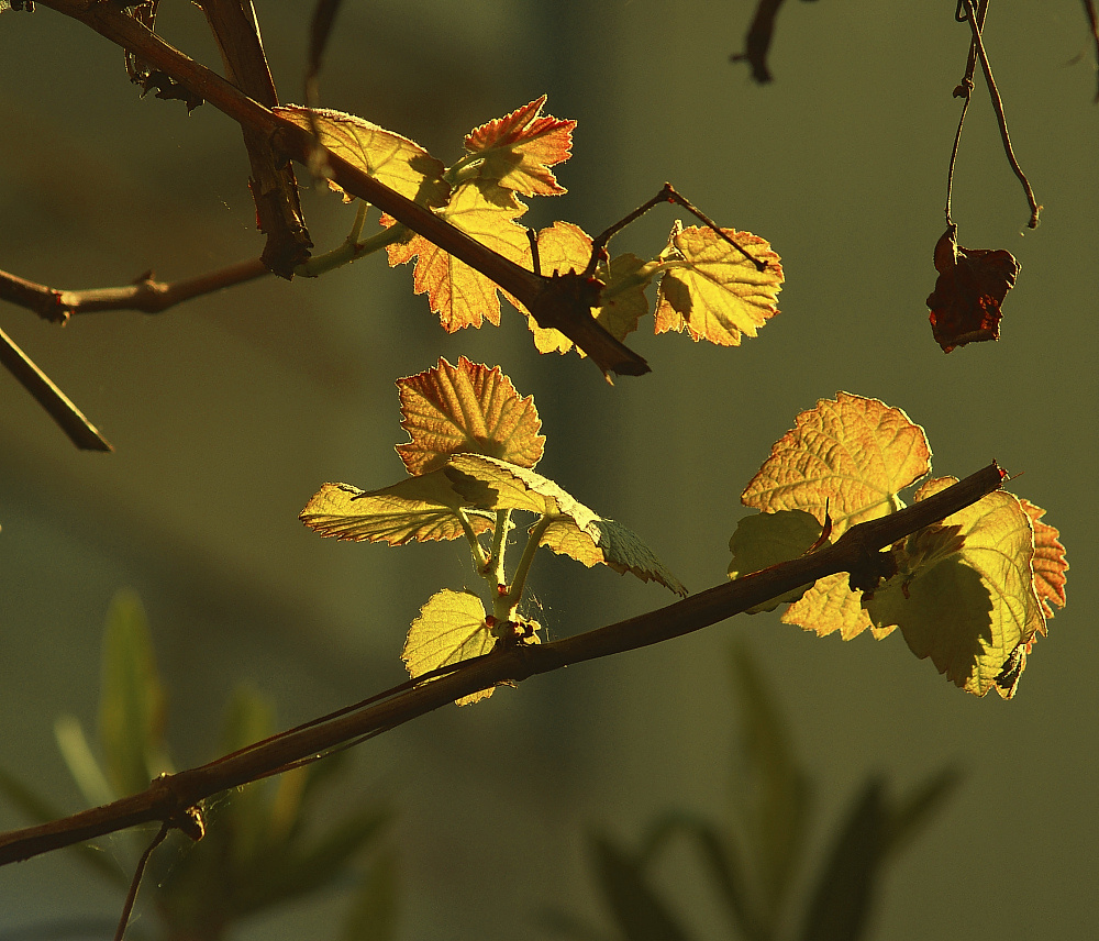 photo "***" tags: nature, 