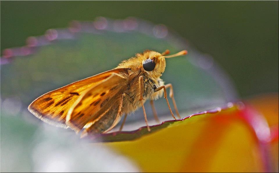 photo "Spring Bug" tags: nature, macro and close-up, 