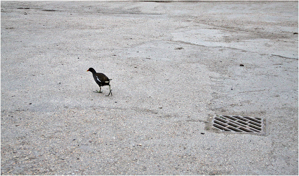 photo "***" tags: reporting, street, дикие животные птицы
