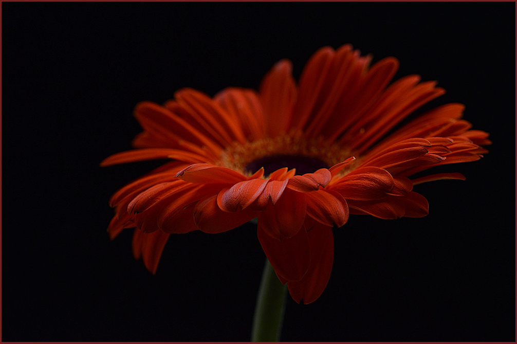 photo "***" tags: nature, macro and close-up, flowers