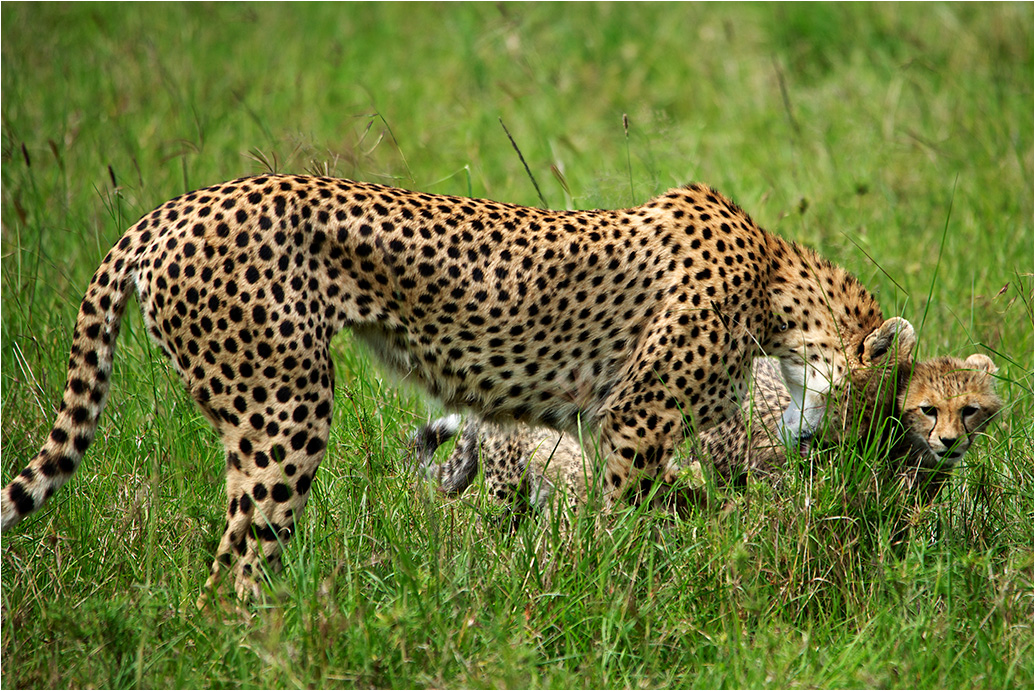 photo "Tenderness mom" tags: nature, travel, Africa, wild animals, гепард, ласки, хищник