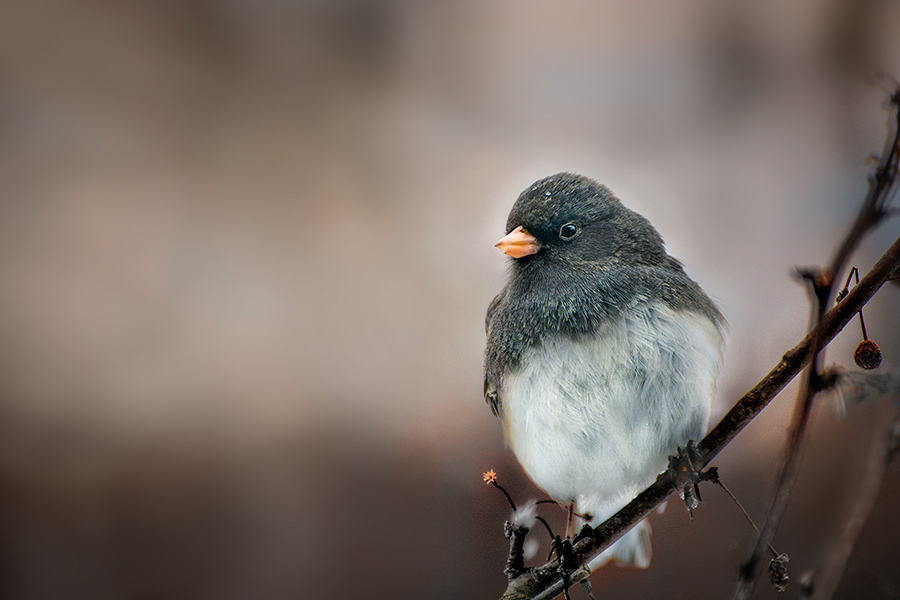 photo "***" tags: nature, 