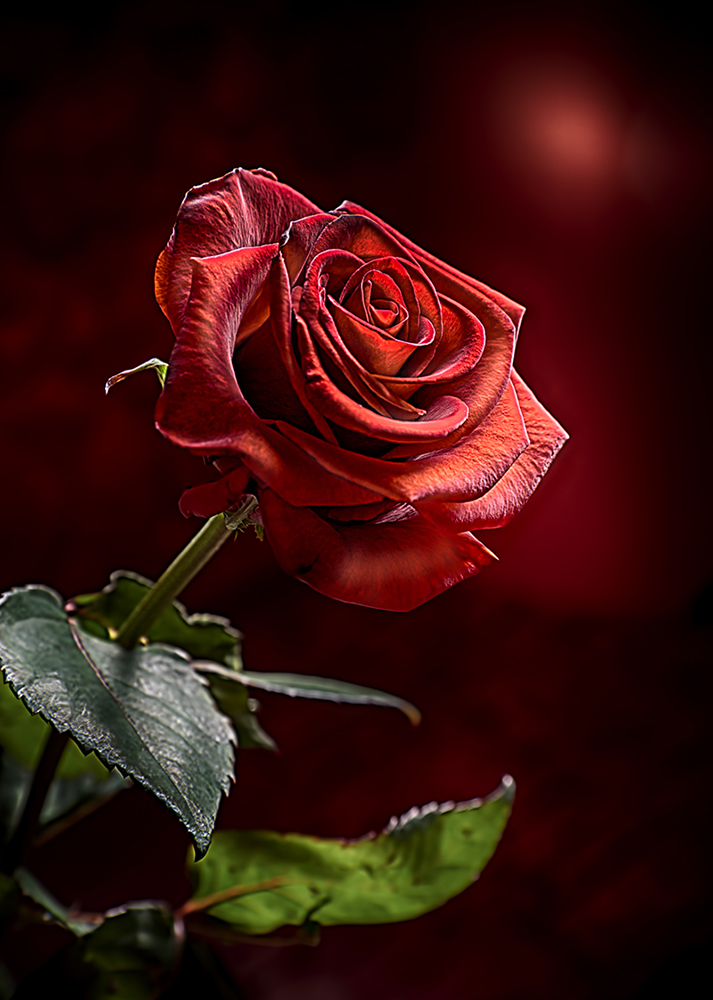 фото "Rose" метки: натюрморт, макро и крупный план, роза, цветы
