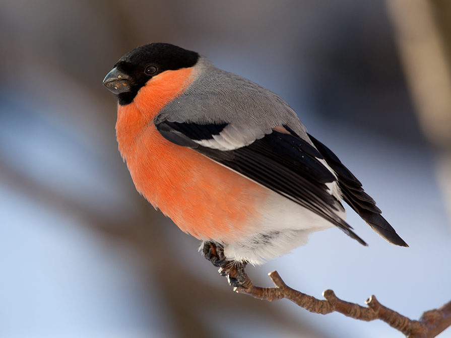фото "Безхвостик" метки: природа, птицы, снегирь