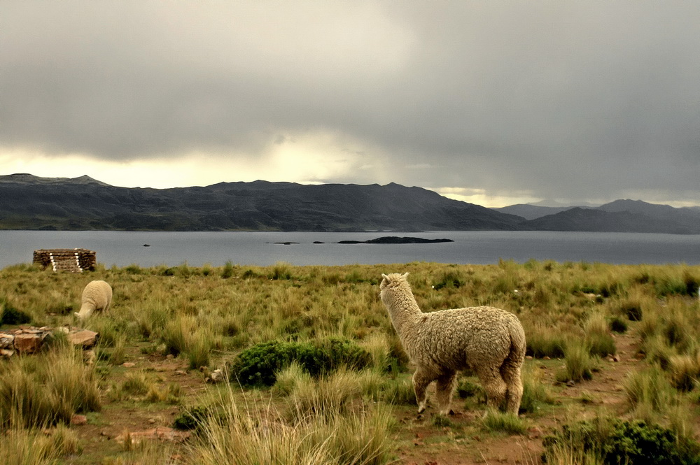 photo "***" tags: nature, travel, landscape, South America, clouds, mountains, water, wild animals