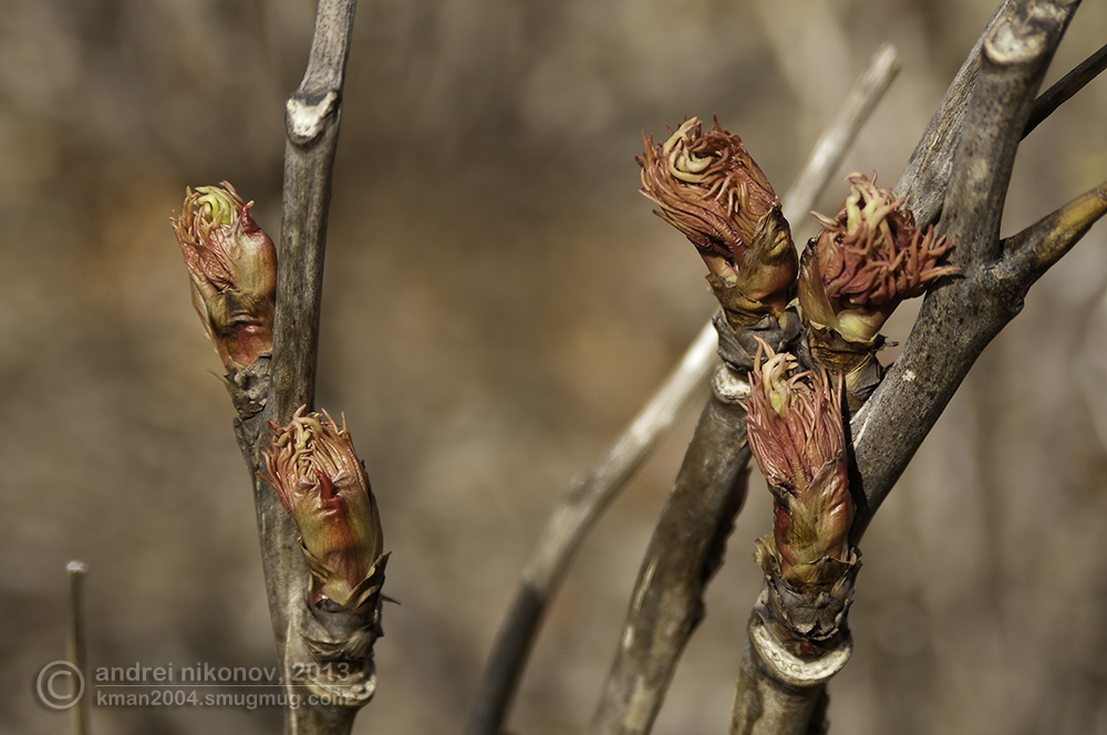 photo "* * *" tags: nature, Brooklyn Botanical Garden, New York City, flowers, foliage