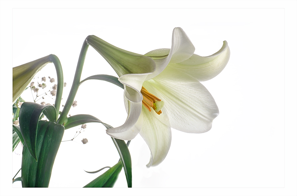 фото "Просто цветок" метки: натюрморт, макро и крупный план, Just a flower