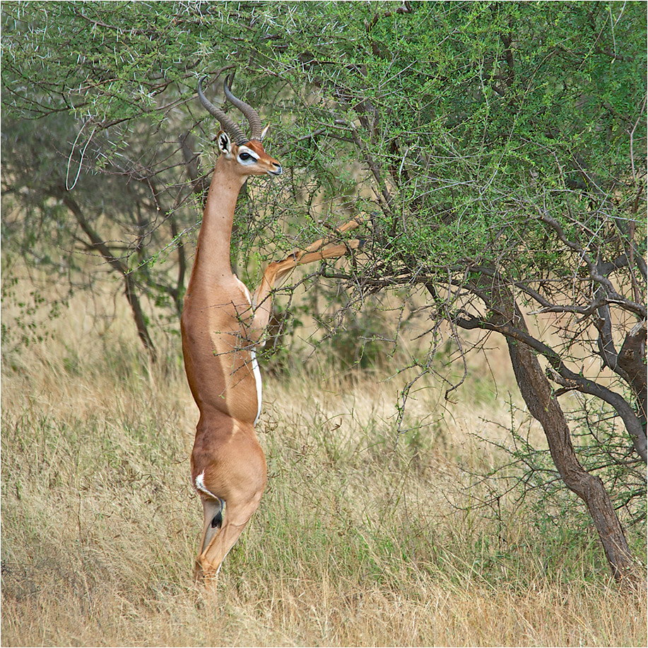 photo "Antelope gerenuks" tags: nature, travel, wild animals, антилопа, копытные