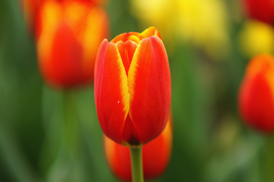 photo "red" tags: nature, travel, still life, 