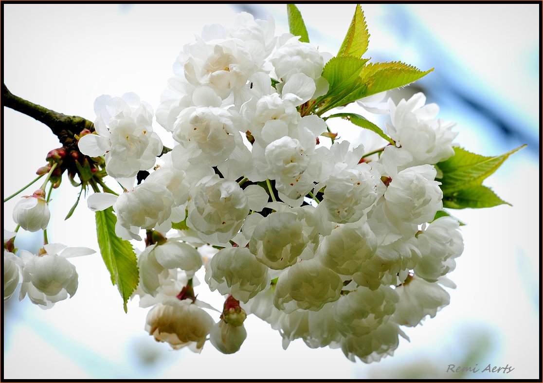 photo "***" tags: macro and close-up, nature, fragment, flowers, spring