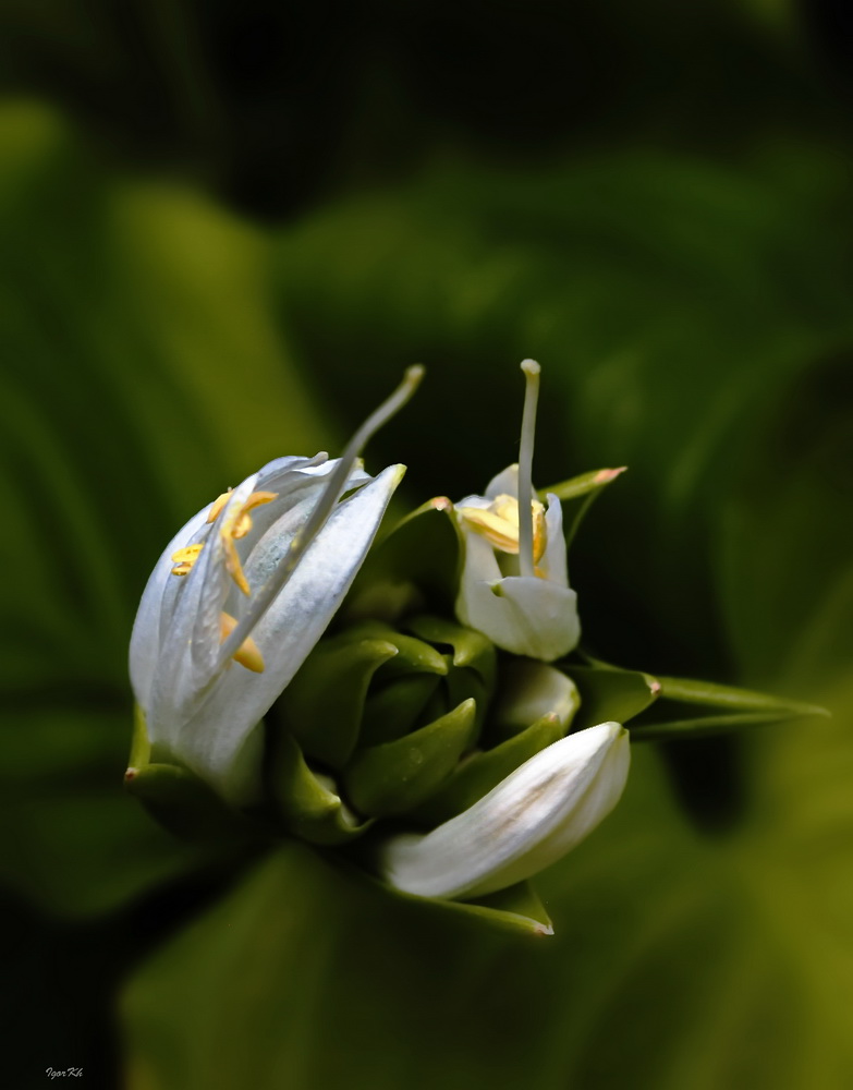 photo "***" tags: misc., flowers