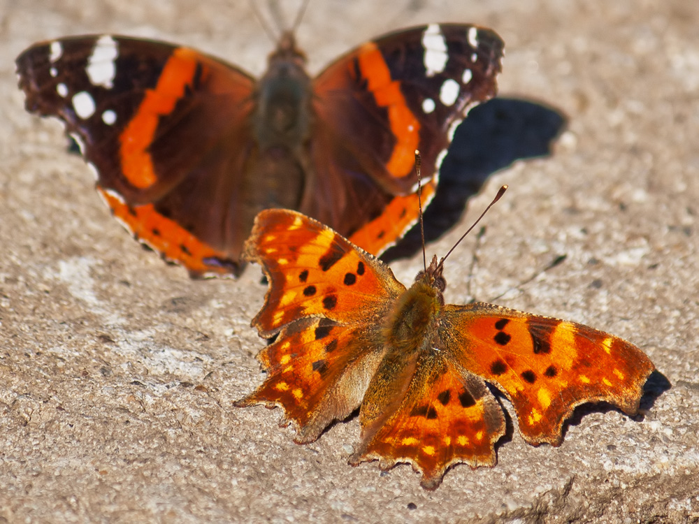 photo "***" tags: macro and close-up, 