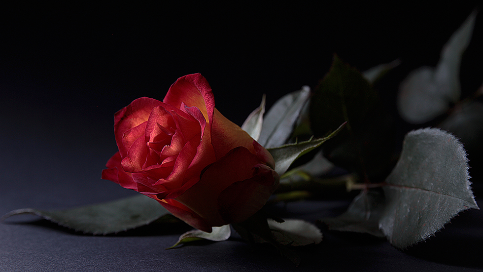 photo "***" tags: , 