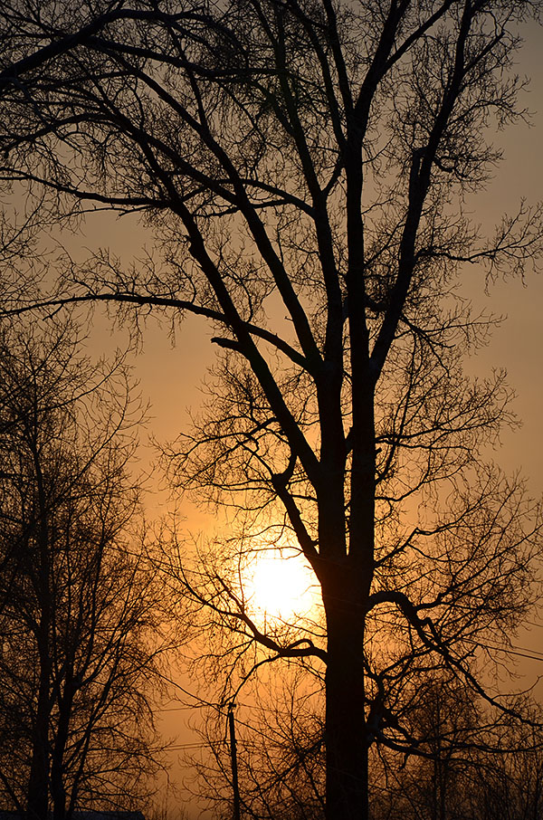 photo "***" tags: landscape, nature, forest, sunset