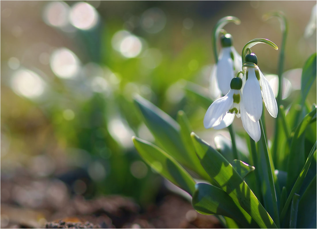 photo "***" tags: macro and close-up, nature, 