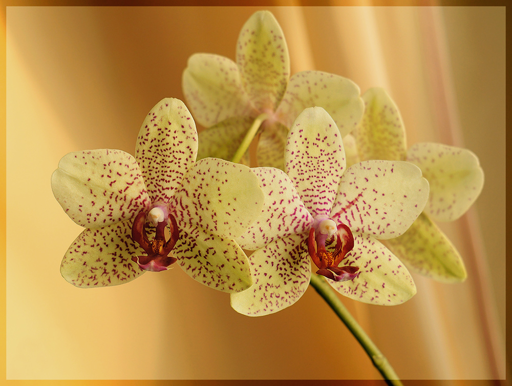 photo "Phalaenopsis" tags: macro and close-up, комнатные растения, орхидея, фаленопсис