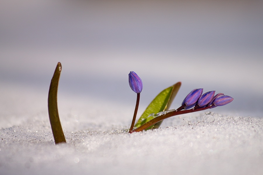 photo "***" tags: macro and close-up, nature, 