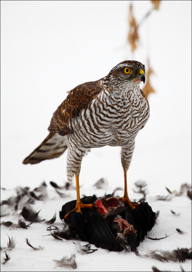 фото "***" метки: природа, охота дикие животные