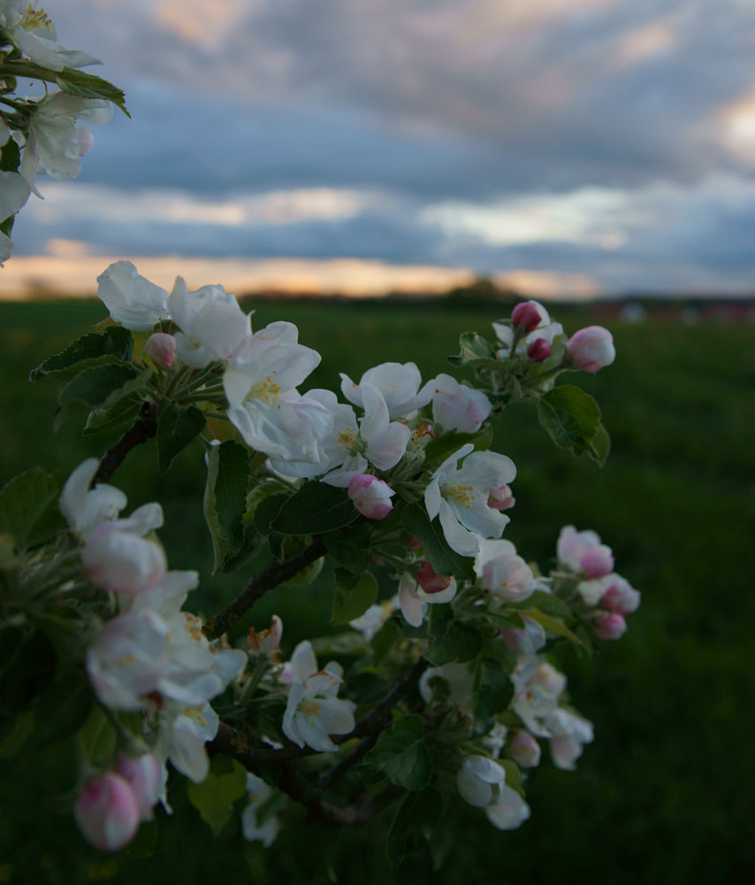 photo "***" tags: nature, 