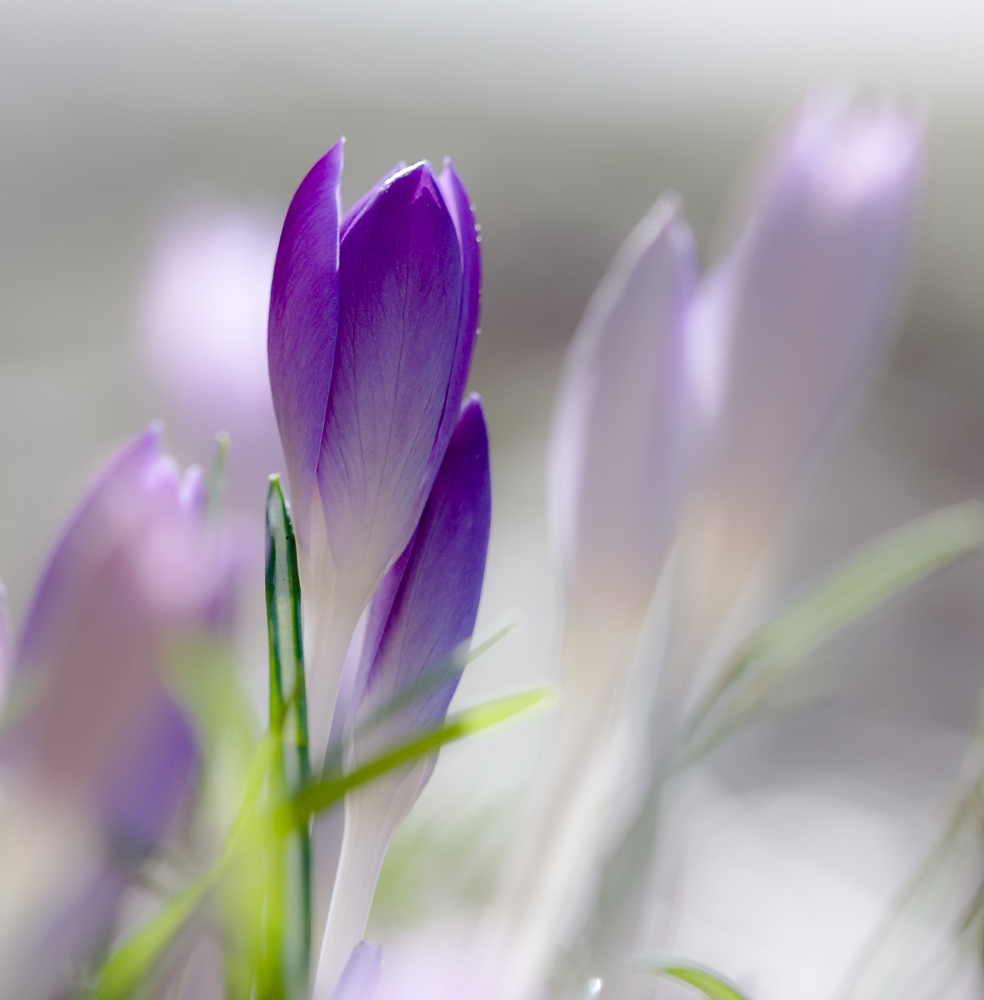 фото "аромат весны" метки: природа, весна, крокусы, солнце, цветок, цветы