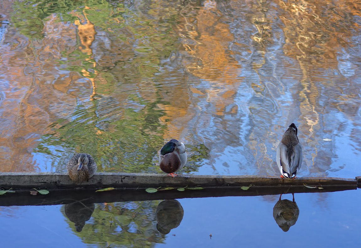 photo "***" tags: landscape, autumn, pond