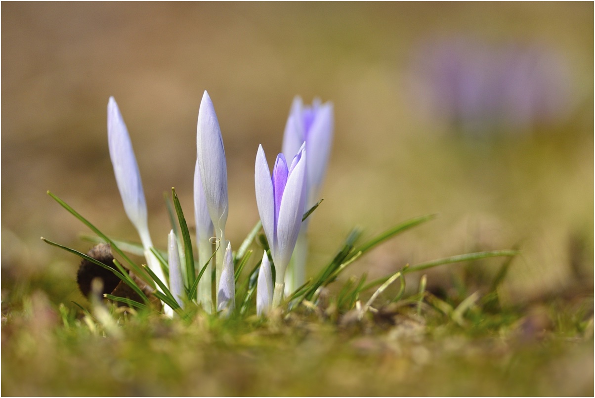 photo "first crocuses" tags: nature, flowers, spring, макро
