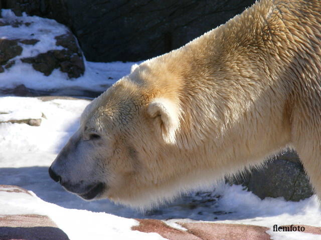 photo "Polar bear" tags: nature, 