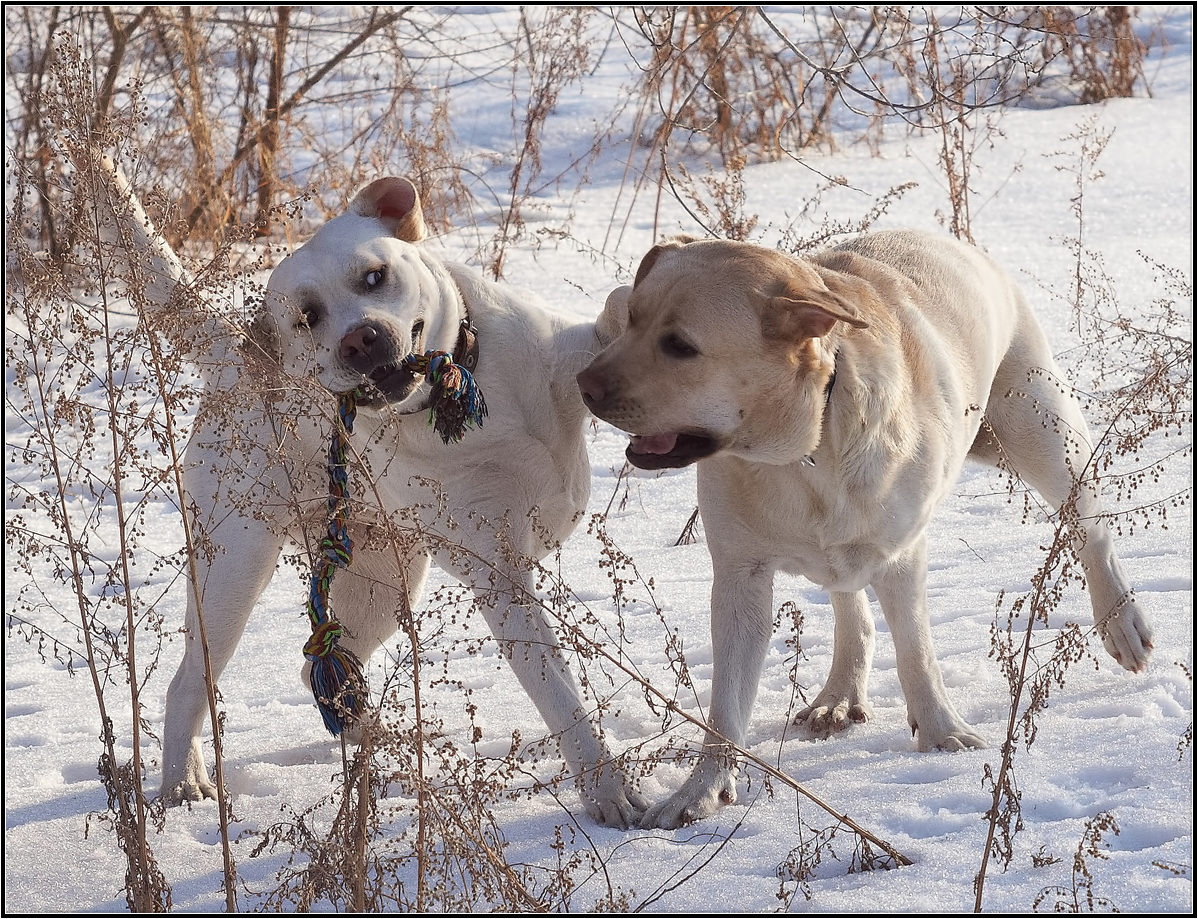 photo "***" tags: nature, winter, собаки