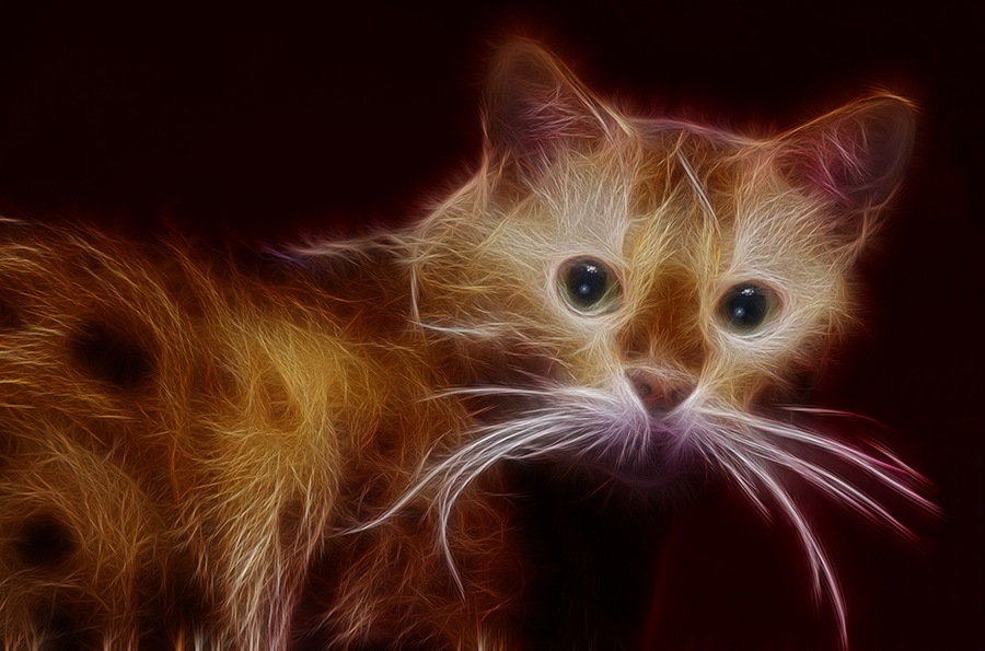фото "Electric Cat" метки: фотомонтаж, pets, кошка