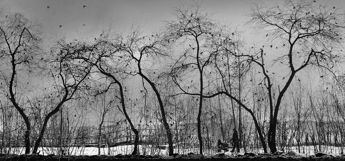 photo "***" tags: landscape, city, black&white, деревья, прохожий с коляской, птички