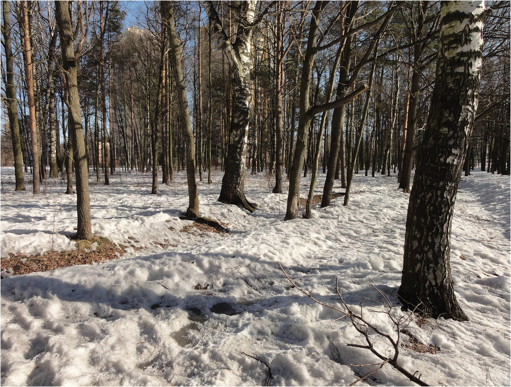 photo "***" tags: landscape, birches, snow, spring, sun, март