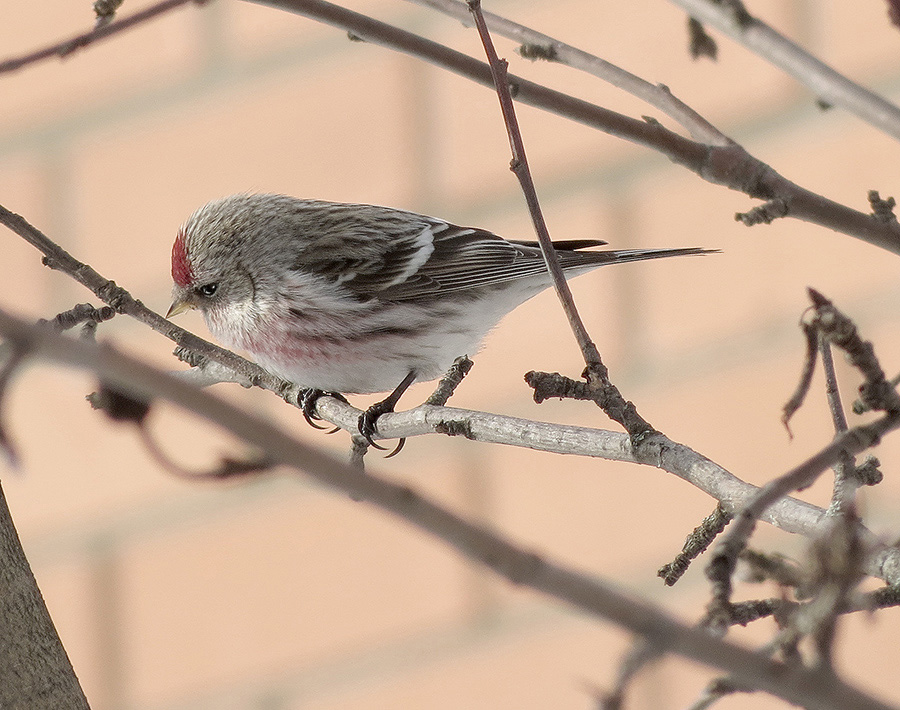 photo "***" tags: nature, misc., spring, wild animals