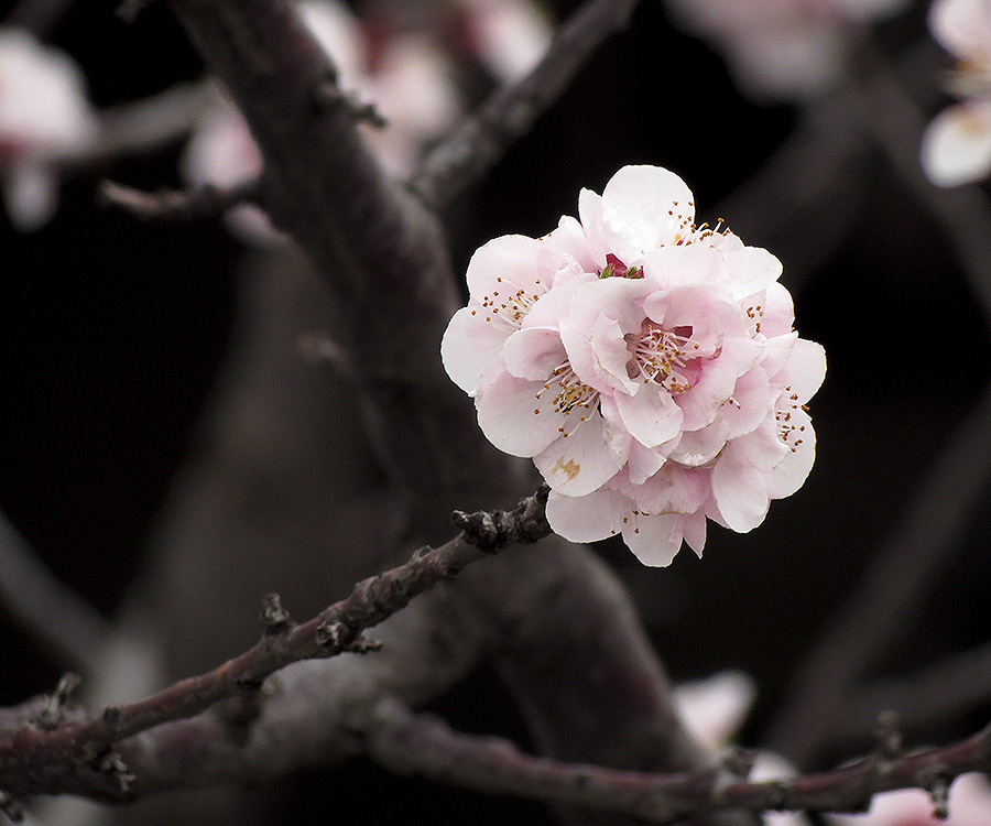 photo "***" tags: nature, flowers, forest, spring