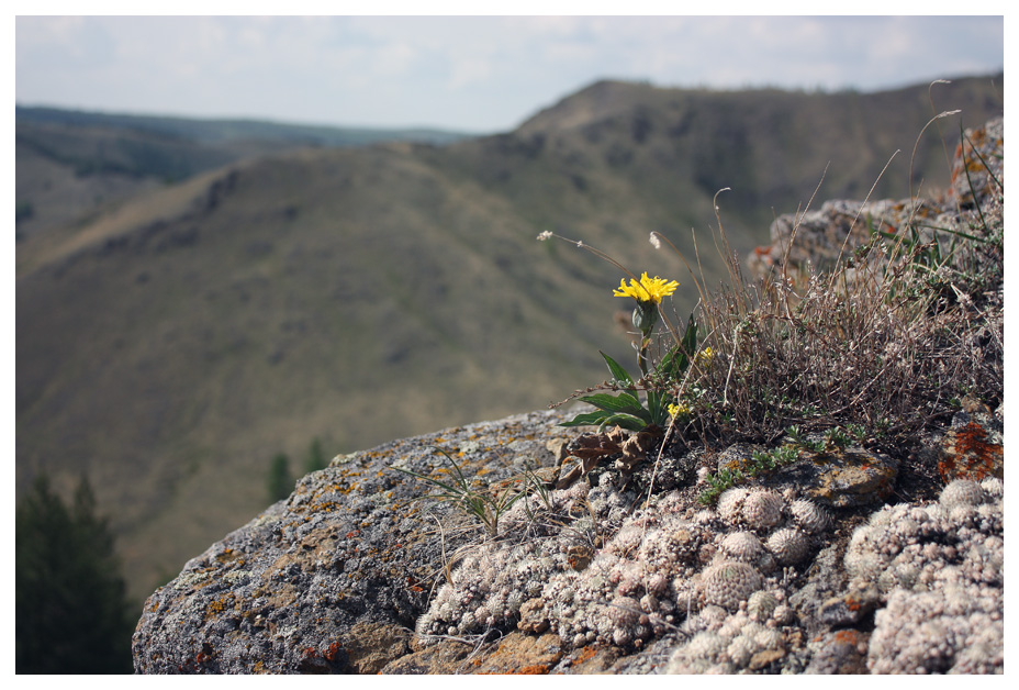 фото "Гордо-горный:)" метки: природа, пейзаж, горы, лето, цветы