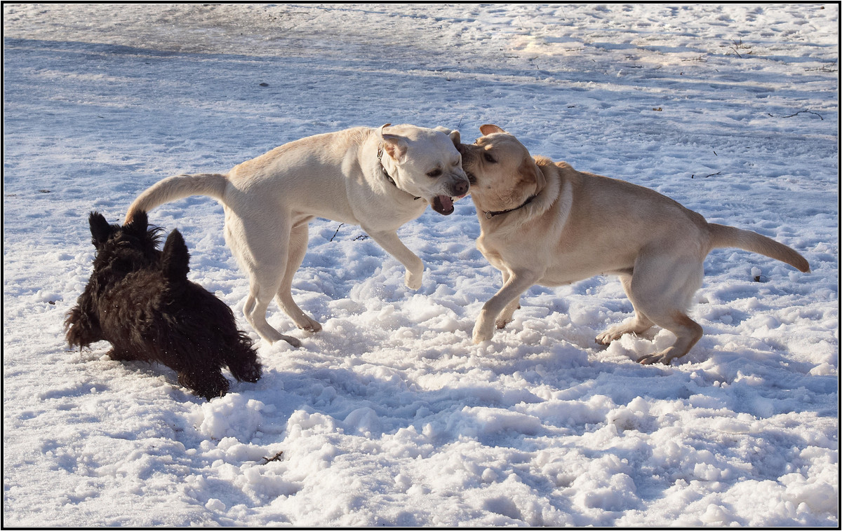 photo "Referee. Frame 1. Attack." tags: nature, humor, 