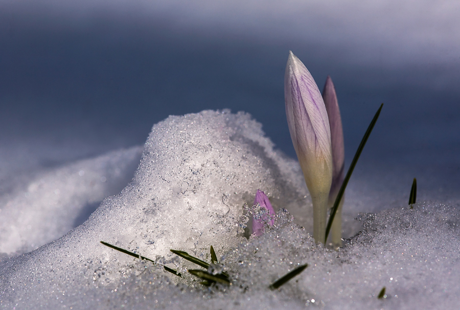 фото "подснежники" метки: природа, весна, крокусы, подснежники, снег, солнце, цветы