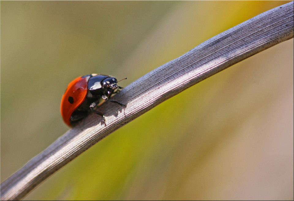 фото "Spring Lady Bug" метки: природа, макро и крупный план, 
