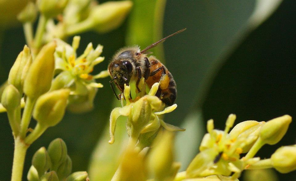 фото "Avocado Pollenating" метки: природа, макро и крупный план, 
